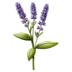 Medicinal Lavender Plant Png 98 PNG Image