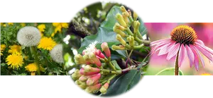 Medicinal Plants Collage PNG Image