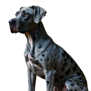 Merle Great Dane Png 06212024 PNG Image