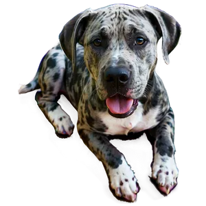 Merle Great Dane Png 86 PNG Image