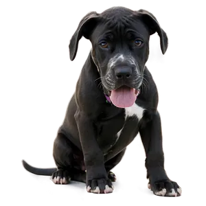 Merle Great Dane Png Rlu35 PNG Image