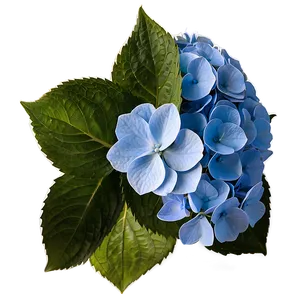 Mesmerizing Hydrangea Png Lew PNG Image