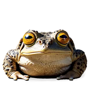 Mesmerizing Hypnotoad Eyes Png 27 PNG Image