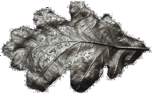 Finish Antique Copper - Copper Leaves, HD Png Download PNG