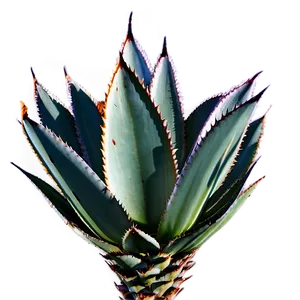 Mexican Agave Png Hlu10 PNG Image