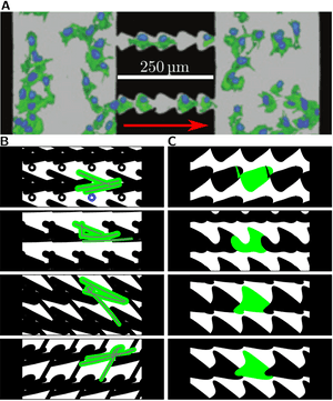 Optimizing Single Cell Migration On Ratchet Patterns PNG image with transparent background
