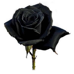 Midnight Black Roses PNG 48 PNG