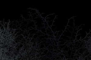 Midnight Branches Silhouette.jpg PNG image with transparent background