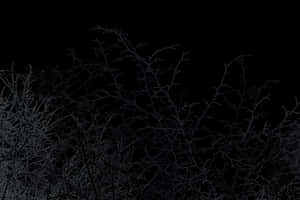 Midnight Twigs Silhouette PNG image with transparent background