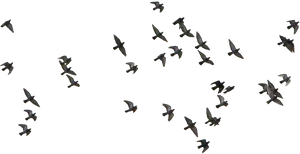 Migratory_ Birds_ In_ Flight PNG Image