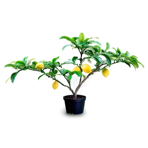 Miniature Lemon Tree Png 06212024 PNG Image