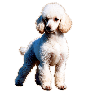Miniature Poodle Graphic PNG 06112024 PNG image with transparent background