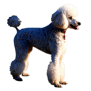 Miniature Poodle Graphic PNG 06112024 PNG image with transparent background