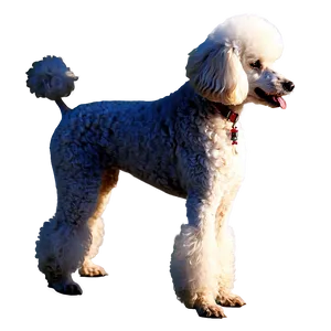 Miniature Poodle Graphic Png 06112024 PNG Image