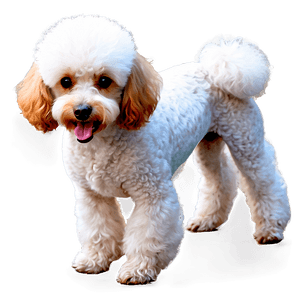 Miniature Poodle Graphic PNG 46 PNG image with transparent background