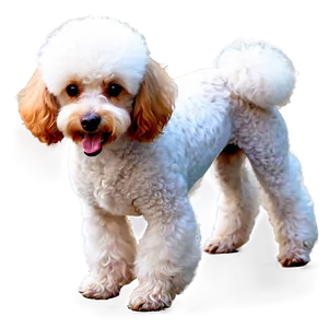 Miniature Poodle Graphic Png 46 PNG Image