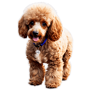 Miniature Poodle Graphic PNG xte PNG image with transparent background