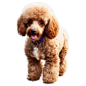 Miniature Poodle Graphic Png Xte PNG Image