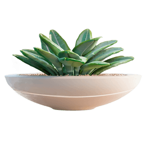 Minimalist Aesthetic Plant PNG hqo PNG image with transparent background