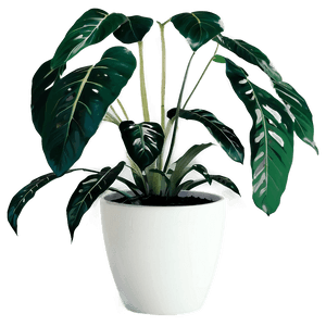 Minimalist Aesthetic Plant PNG weh37 PNG image with transparent background