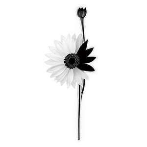 Minimalist Black and White Flower PNG 05252024 PNG