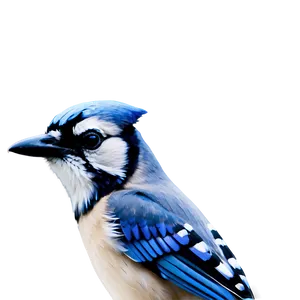 Minimalist Blue Jay Design Png Nnx51 PNG Image