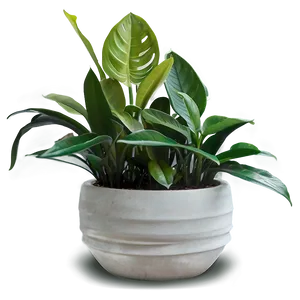 Minimalist Indoor Plants Png 06252024 PNG Image