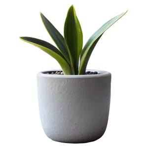 Minimalist Snake Plant Png 21 PNG Image