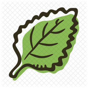 Mint Leaf Illustration PNG image with transparent background