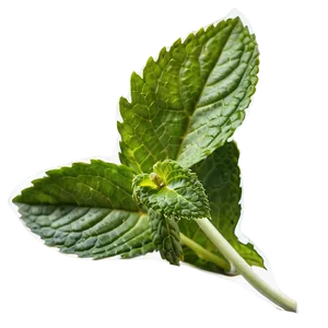 Mint Leaf Isolated Png 46 PNG Image