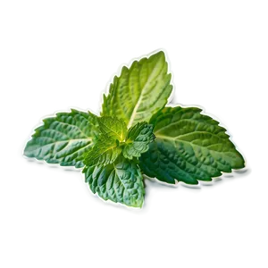 Mint Leaf Logo Png Hqv44 PNG Image