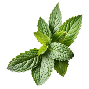 Mint Leaf Vector Png Ama PNG Image