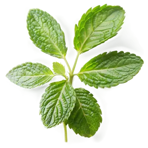 Mint Leaves A PNG Image