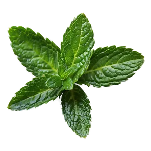 Mint Leaves Closeup Png 06262024 PNG Image