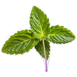 Mint Leaves Closeup Png Usl PNG Image