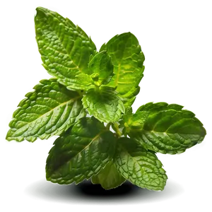 Mint Leaves Garden Png 06262024 PNG Image