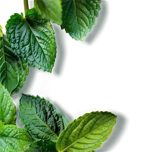 Mint Leaves Garden Png Lxs PNG Image