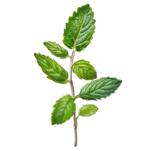 Mint Leaves Sprig Png 93 PNG Image