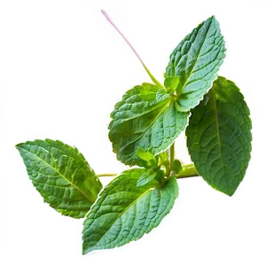 Mint Plant Leaves Png 3 PNG Image