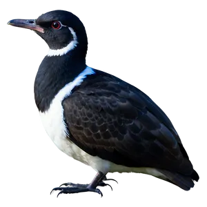 Mississippi Coastal Birds Png 3 PNG Image