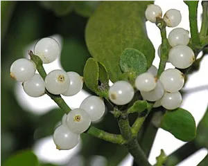 Mistletoe Berries Closeup PNG Image