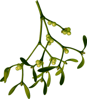 Christmas Mistletoe Computer Icons Vintage Christmas - Clipart Mistletoe PNG