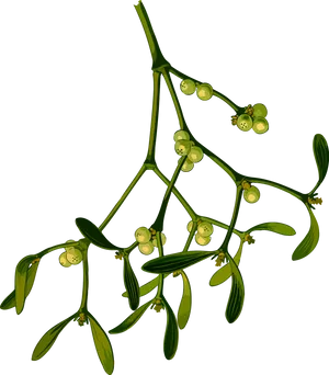 Mistletoe Branch Illustration PNG Image