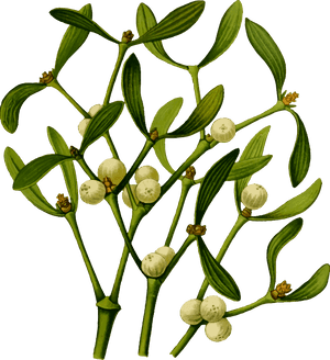 Big Image - Mistletoe PNG image with transparent background