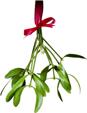 Christmas Mistletoe Png Transparent - Mistletoe Png Transparent PNG with transparent background