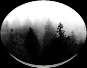 Dark Forest, Popsockets - Tree In The Forest Png Dark, Transparent Png PNG image with transparent background