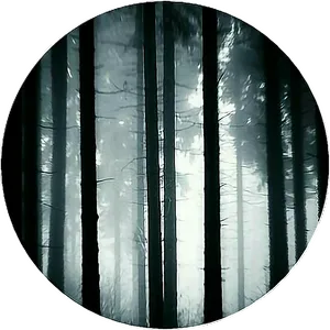 Misty Forest Trees Monochrome PNG Image