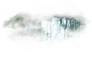 Tropical Rainforest , Png Download - Still Life, Transparent Png PNG image with transparent background
