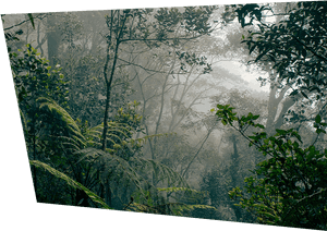 Types Of Rainforests, HD Png Download PNG image with transparent background