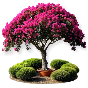 Mixed Color Crepe Myrtle Collection Png 10 PNG Image